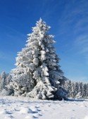 Weihnachtsbaum-Trends