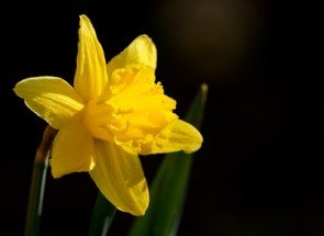 Salsango wünscht frohe Ostern
