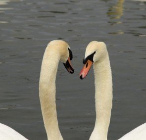 Alles für die Liebe - Foto:(c) Petra Dirscherl - pixelio.de