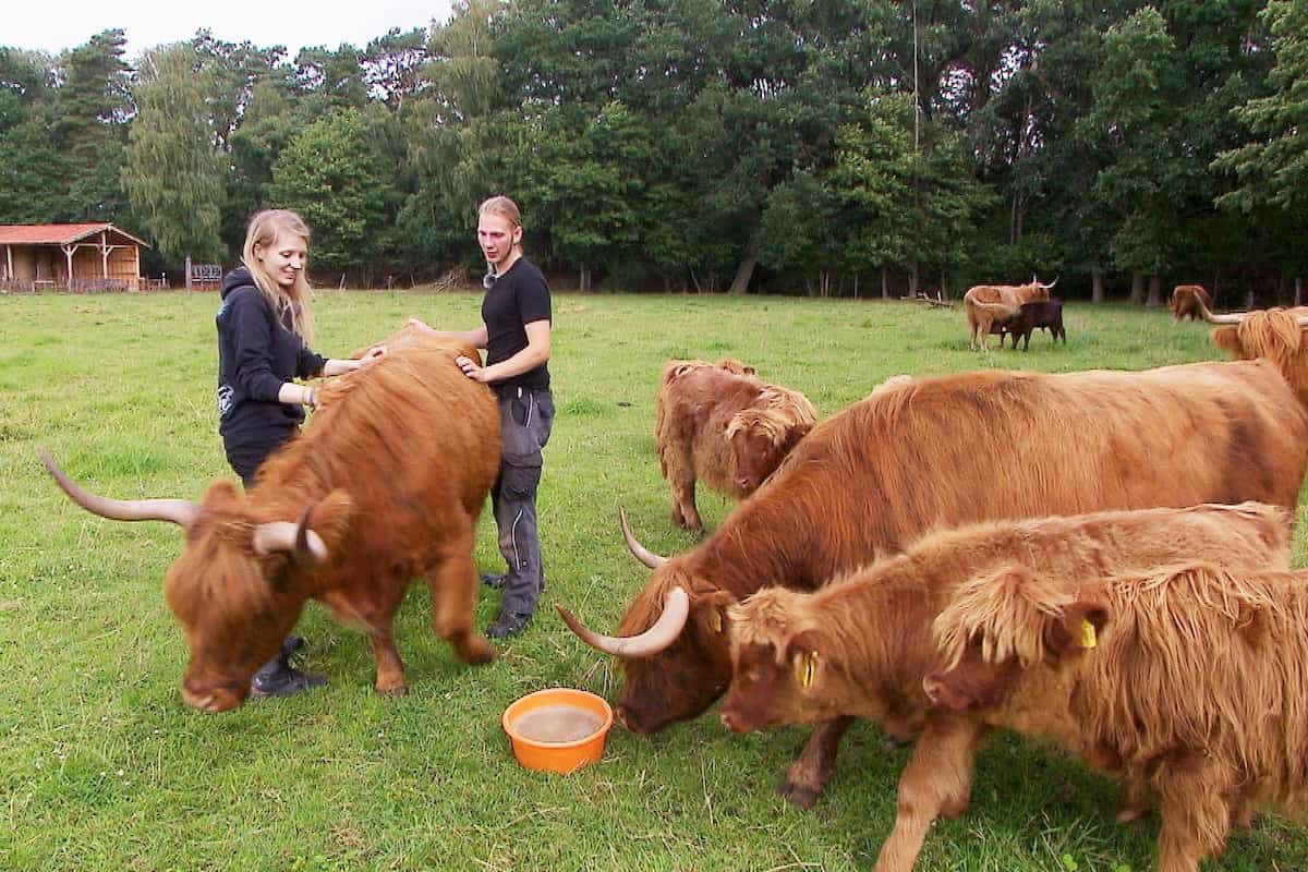 Lisa und Christoph auf der Weide mit Hochland-Rindern
