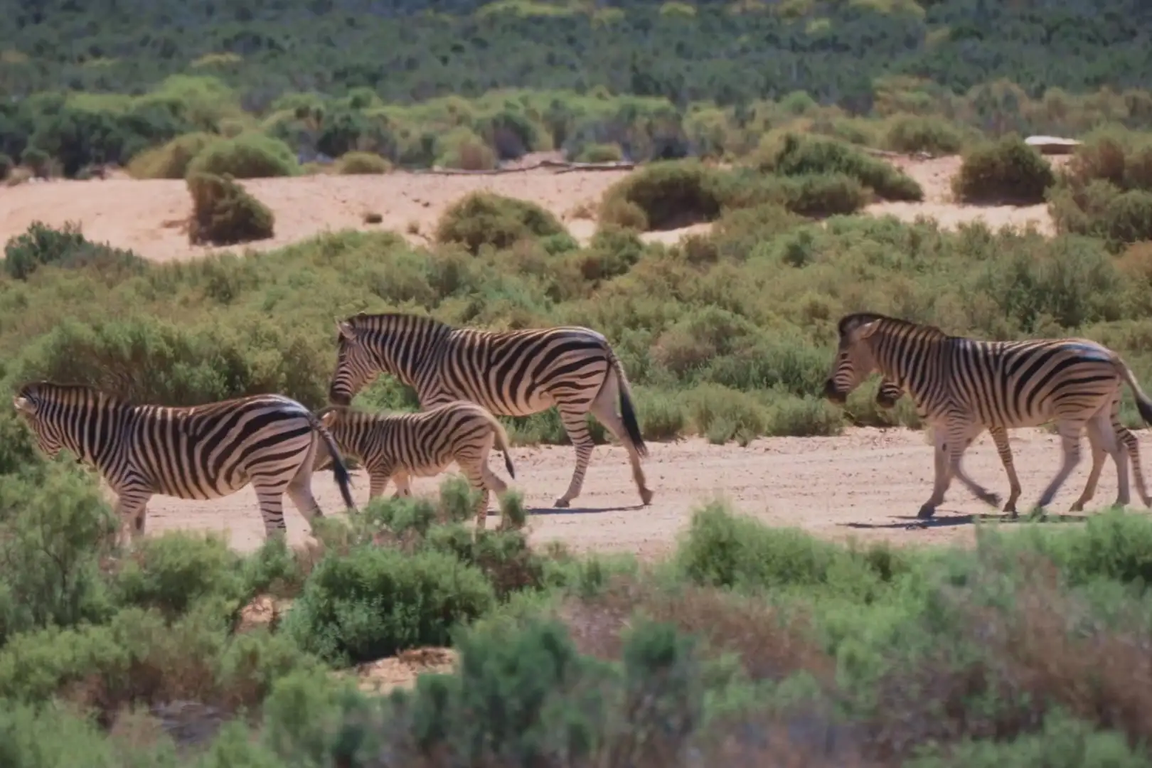 Bachelors 30. Juli 2025 - Zebras beim Safari-Date
