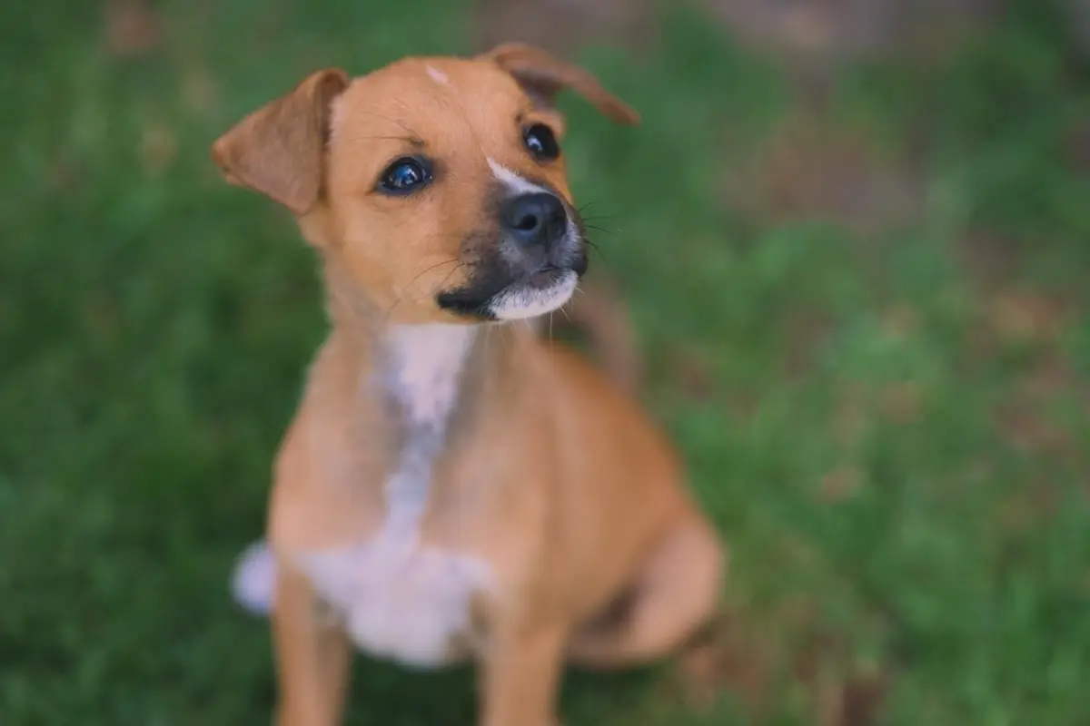Bachelor am 6. August 2025 - Gruppen-Date bei Martin mit Hunde-Welpen