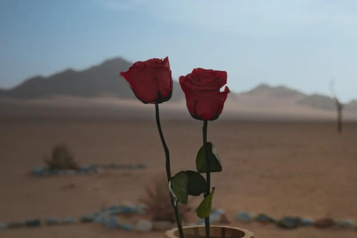 Nacht der Rosen Bachelor 20. August 2025 - Felix und Martin können je zwei Rosen für das Finale vergeben