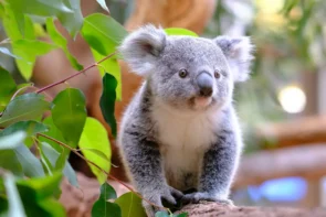 Dschungelcamp 2026 Fakten, Statistik, Zuschauer, Prüfungen & Informationen - im Bild zu sehen ist ein Koala-Bär, ein Tier, das in der freien Natur nur in Australien vorkommt