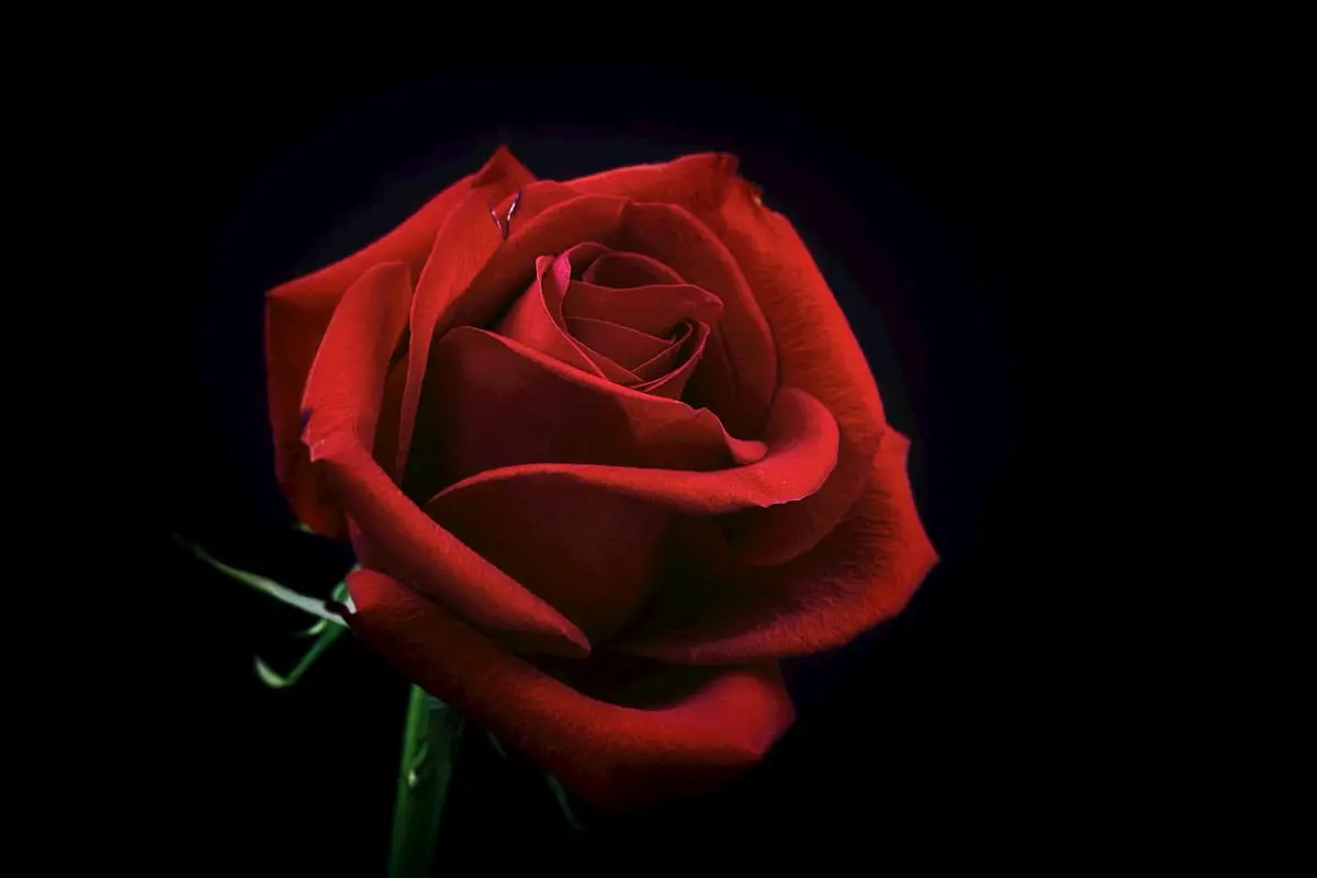 Bachelor und Bachelorette Übersicht zu den Dating-Shows - hier im Bild eine rote Rose als Sinnbild für die beiden Dating-Formate
